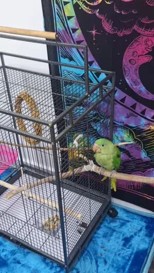 cage قفص