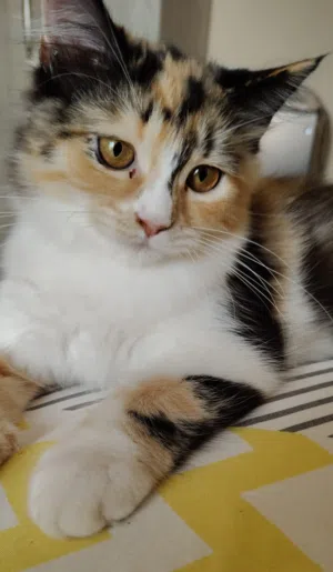 قطط شيرازي للتبني