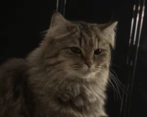 2 Y/O Female Siberian Tabby Cat FOR ADOPTION!