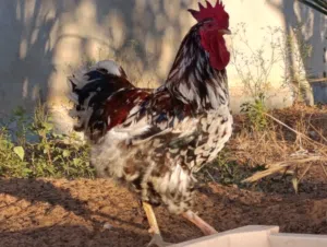 فروج زهري عمره سنه