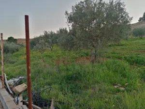 Farm Land for Sale in Jerash Unaybah