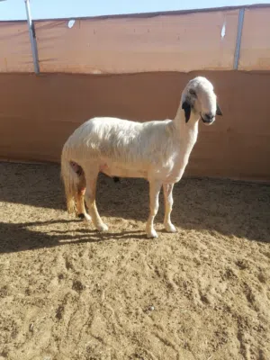 للبيع فحل نجدي بيور مد وشو ما شاء الله خيل حجم خرافي عمره سنه وشهرين تقريبا