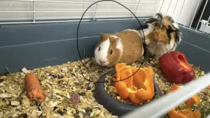 Female Short Hair Guinea Pig for Saleلبيع أنثى قيني بيق شورت هير، احتمال تكون حامل