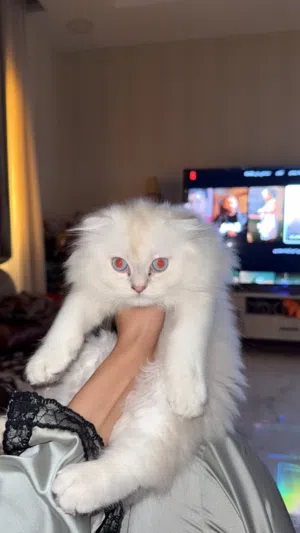 تلات قطط للبيع عمر شهرين