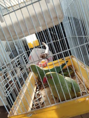 درة اخضر بلدي صحه ونظافه