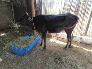 بقره عمانية صغيره ف السن عشار والعلم عند الله