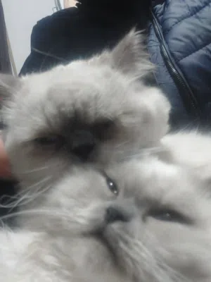 قطط هيمالايا للبيع للتواصل عبر التطبيق فقط