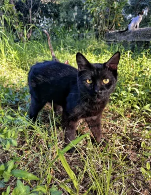 قط هجين أليف اسود بعيون ذهبيه ، A tame hybrid cat black with golden eyes