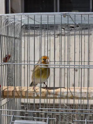 بندوق حسون لغة شامية