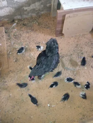 دجاج براهما تحته14الفلوس