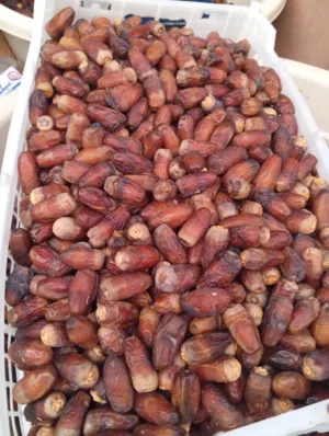 تمر نغال نظيف جد