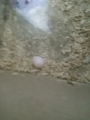 جوز كوكتيل لانتو شغلات تحمهم بيض اول بيضه اليوم