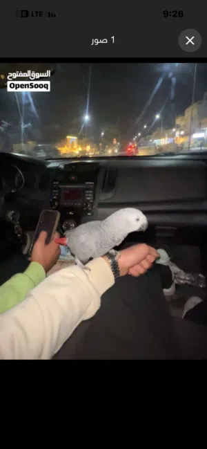 ببغاء افريقيا