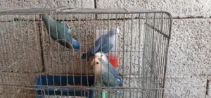 بسم الله مشاءالله زوز كوبيات بركديلو للبيع
