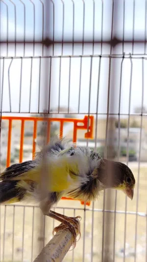 كنار بندوق حبشي شمالي جنوبي بالصلاة على النبي