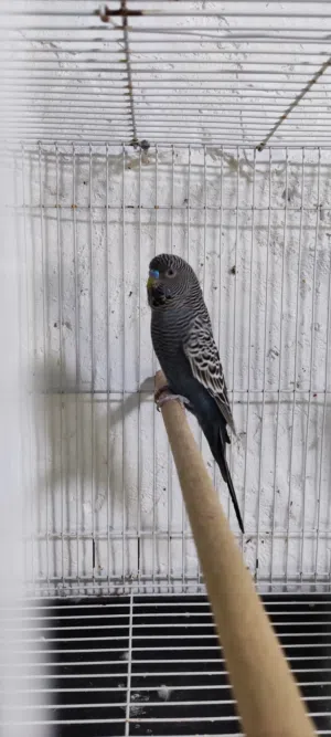 كوبيه بلاك فيس