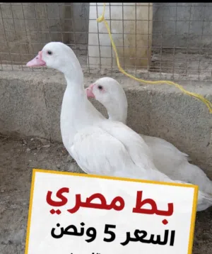 بط مصري الصحه ممتازه  يتحمل البرد والحراره