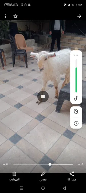 فحل للبيع او للبد