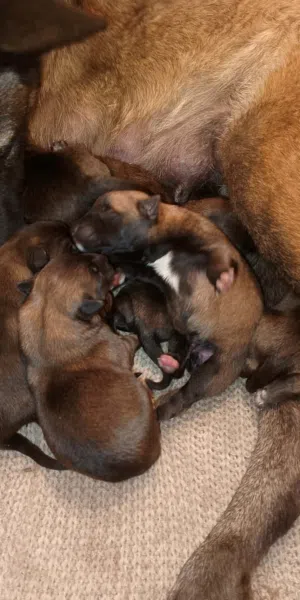 جراء مالينوا عمر 15 يوم