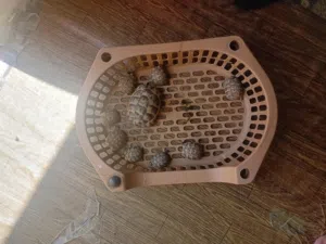 سلاحف صغار للبيع