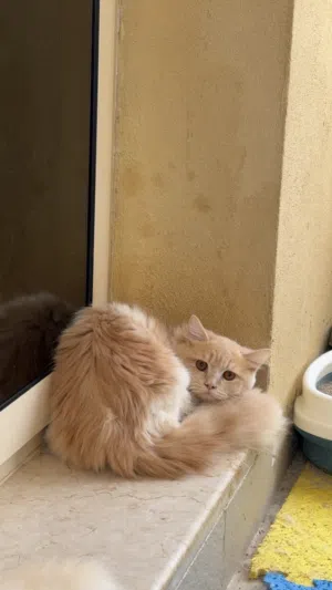 قطط للتبني