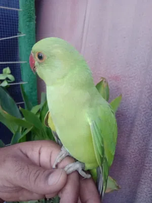 للبيع فروخ متو في 4 حبات اخضر عمر 4 شهور