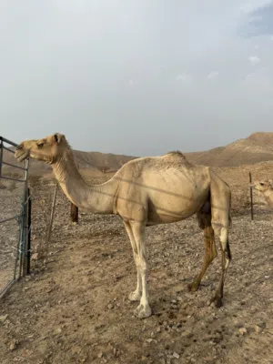ناقه تحتها بكره للبيع