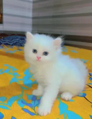 قطه شيرازي
