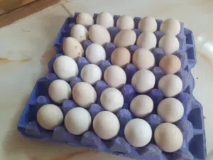 السلام عليكم ورحمة الله وبركاته بيض بلدي للبيع للاكل غير مخصب بفضل الله من الإنتاج