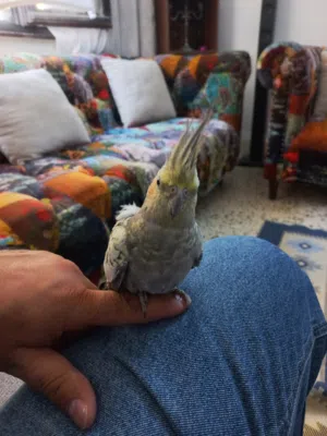 جبل اللويبدة او العبدلي