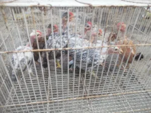 يا الله فراريج العمر شهرين مال بيت ملقحات العدد 8المكان خمسه ميل الشراي يتصل