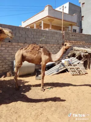 قعدان للبيع البيفي