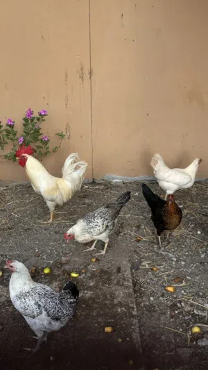 دجاج عماني