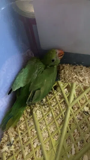 للبيع فرخ دره