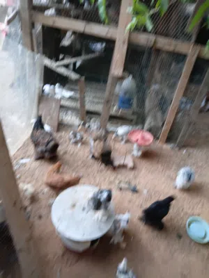 براهما مشوش