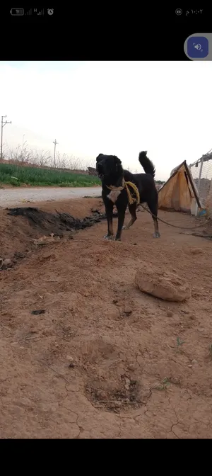 ‏أخرى‏1