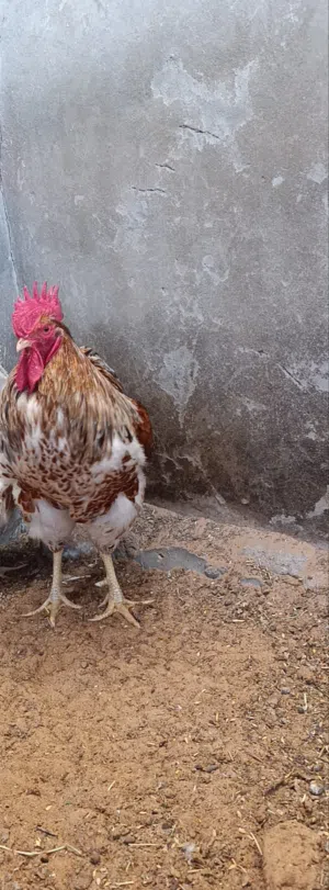 فروج ون دوت بركاني