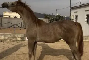 فرس للبيع .