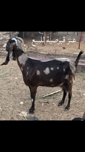 نعاج و معيز