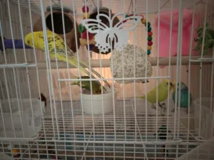 4Budgies, love birds with large cage