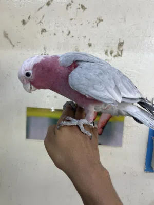 Galah cockatoo trained