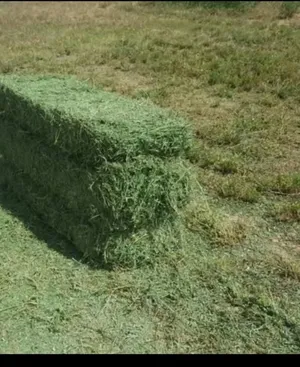 ‏جمل‏2