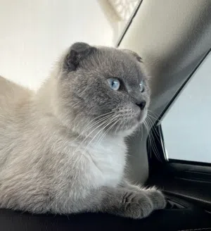 ذكور للتزاوج
