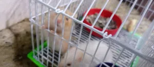 حبتين همستر صحتهم ممتاز