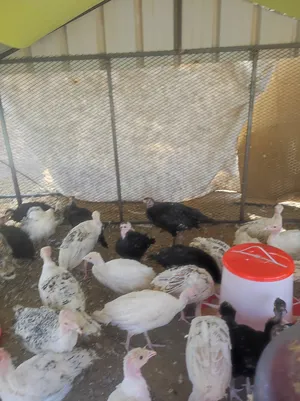 دجاج رومي للبيع
