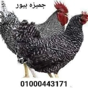 جميزه بيور أصلي عمر أسبوعين