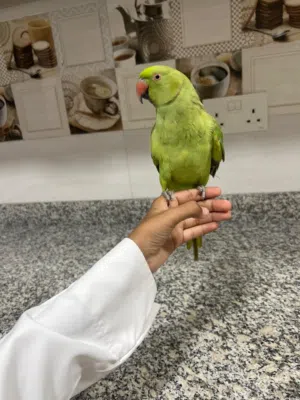 بغبغاء الدره متكلم اليف