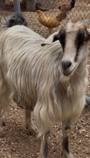 غنم بني سعيد للبيع