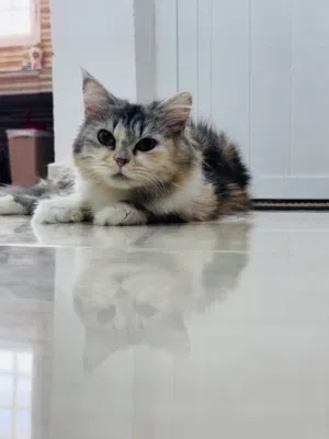 Free adoption