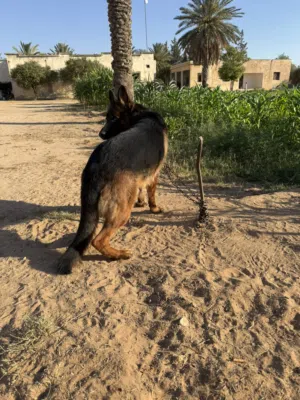 ذكر شوت هير للبيع